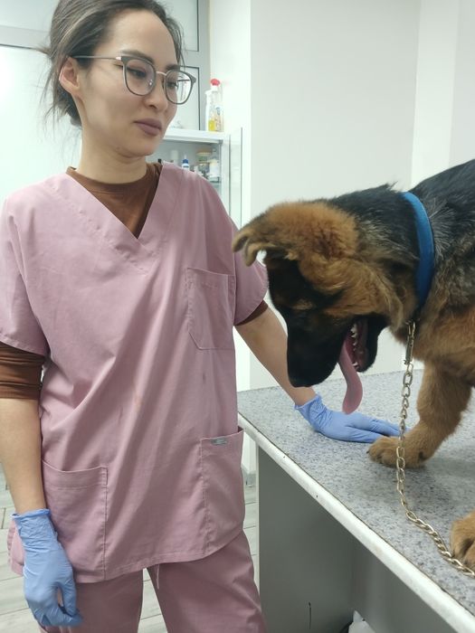 Чистакровны Немецки овчаркарка