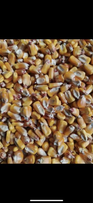 Vand porumb productie  2025