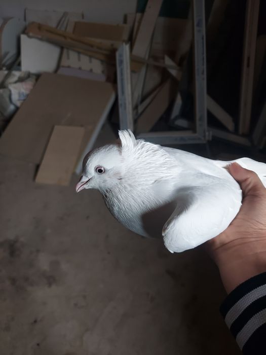 Осы кептер сатылады