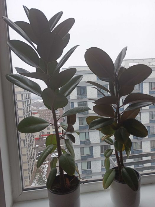 Фикус Робуста 1 шт.