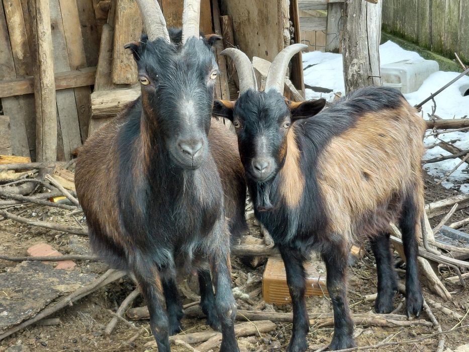 Vand 2 Țapi Francez Alpin