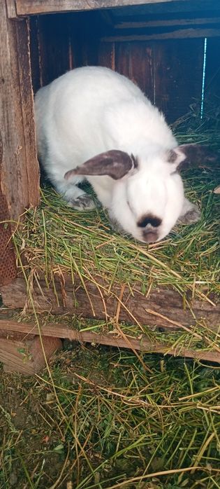 Vând iepuroi uriaș de Transilvania bun pentru reproductie