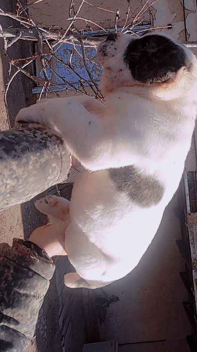 Alabay kuchik bollari