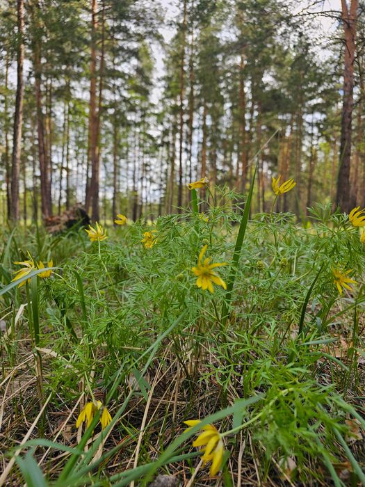 Продам участки в лесном массиве