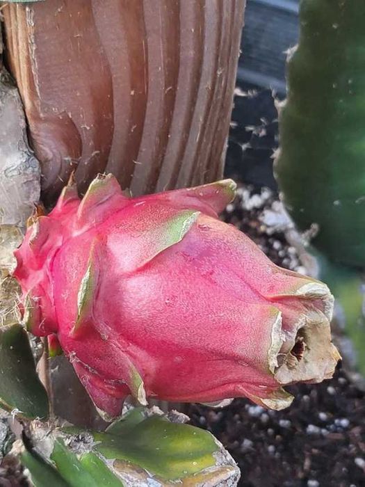 dragon fruit / fructul dragonului / Pitaya - 16 soiuri, acte de proveniență, garanție înrădăcinare