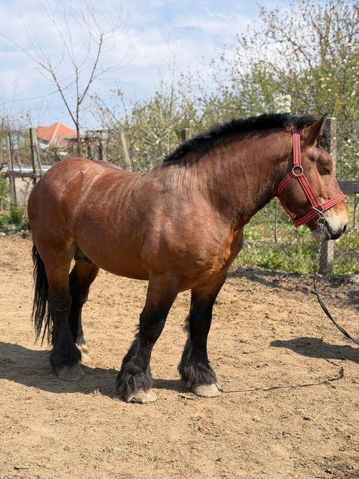 Armăsar ardenez de montă