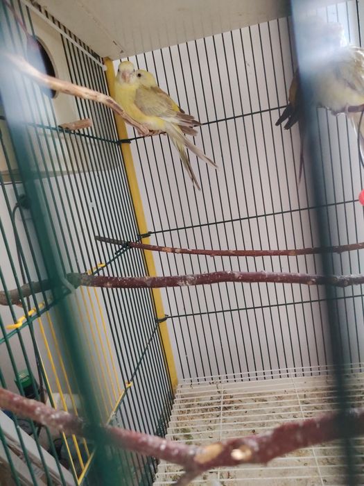 Papagali cântători și nimfe