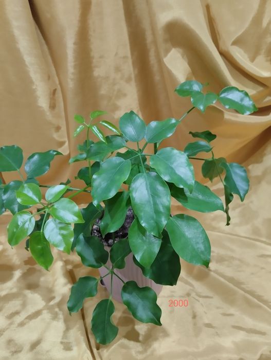 Предлагаю цветы комнатные.