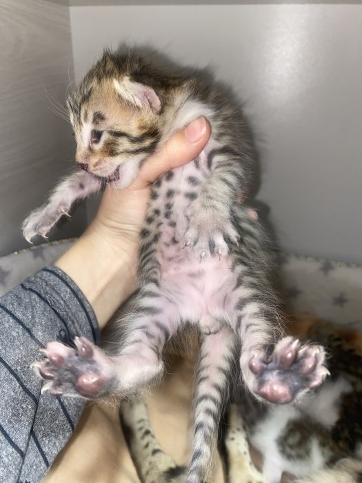 Продаются бенгальские кошки