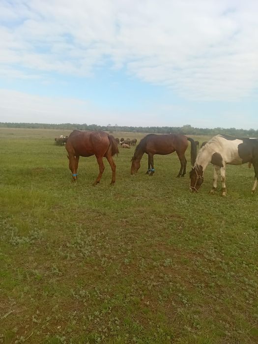 Продаю жировые 3 кобылы 1 айгыр