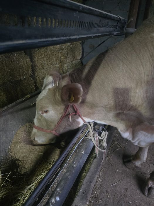 Бұқа            .