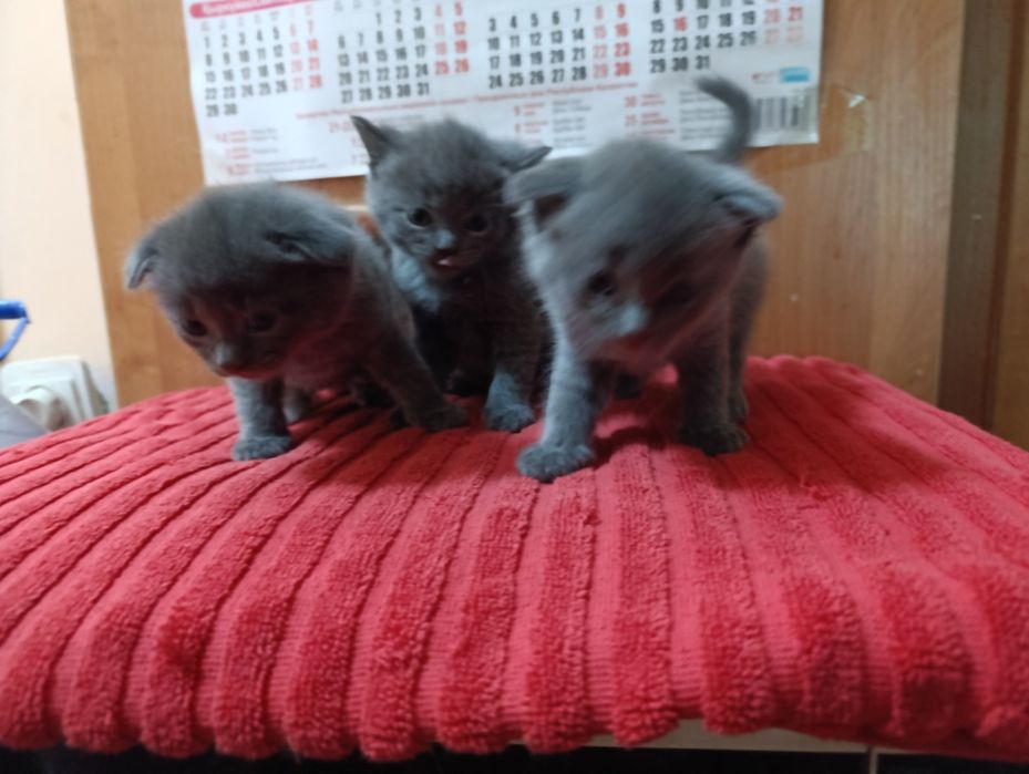 Продам кота породистый