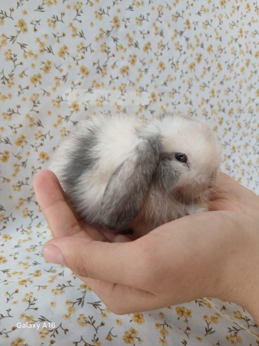 Карликивий  куйонлар ота онаси германя билан англя тоза куйонлар