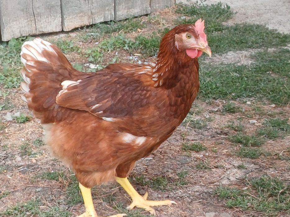 Puicute ouătoare hibrid Tetra SL (roșii)