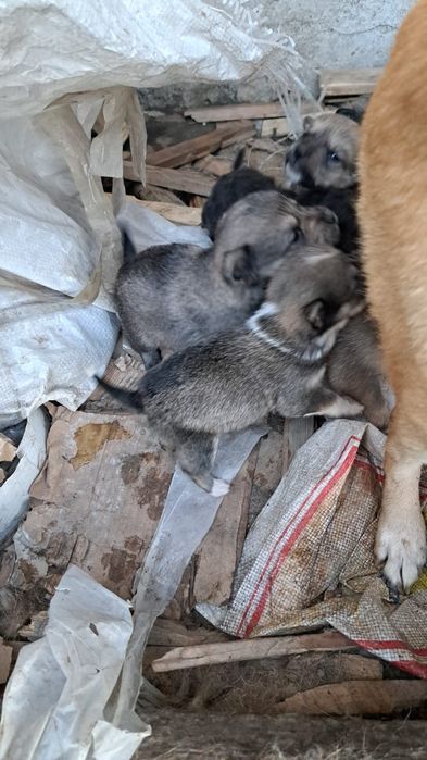 Отдам щенят в хорошие руки