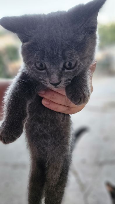 Отдам милых котят