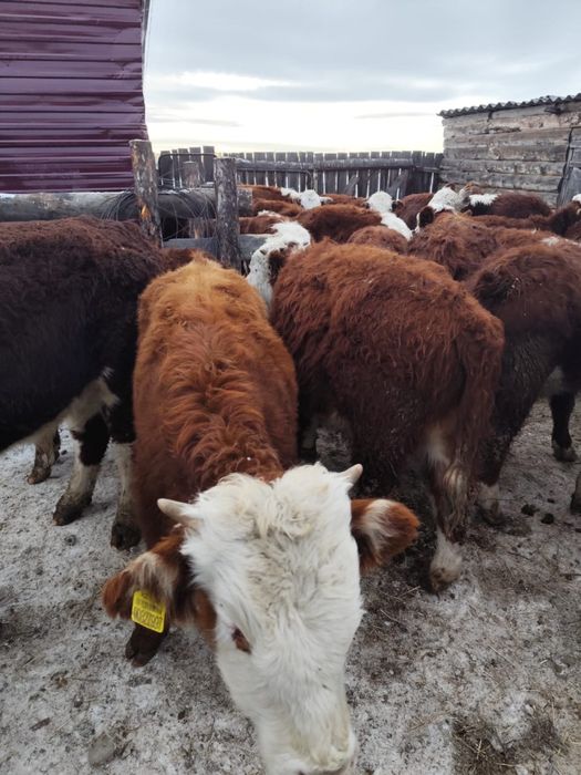 Подсос еркек бұзаулар герефорд