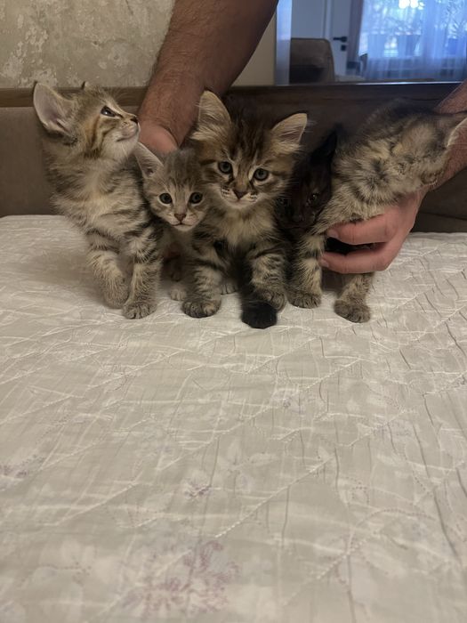 Котята 3 девочки отдам в добрые руки!!!