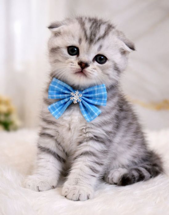 Породистые Шотландские котята