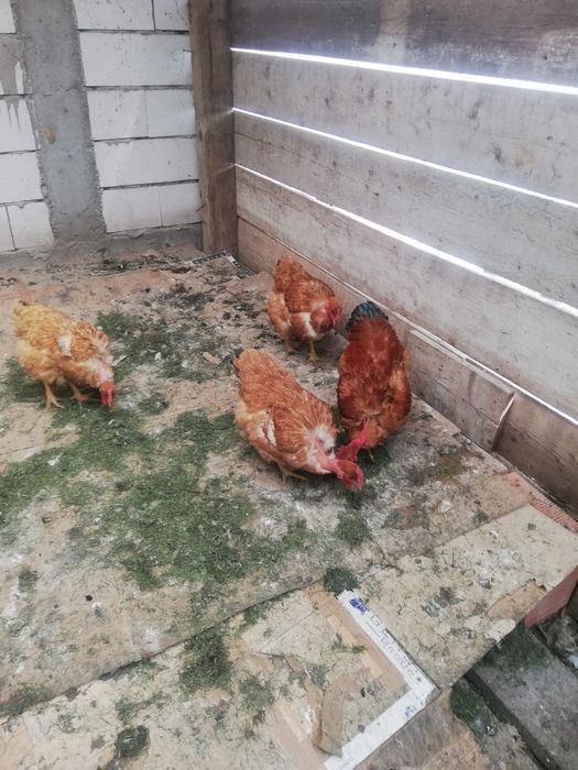 Vand oua gaini de rasa golas de transilvania Mari (nu pitici) pentru incubator incubat oua de casa de gaina