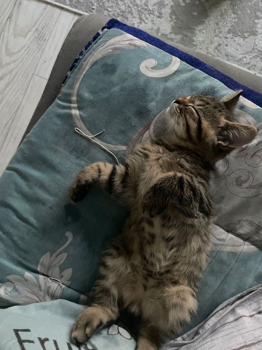 Котенок 4 месячный
