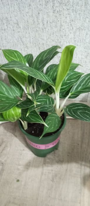 Распродажа сортовых аглоанем