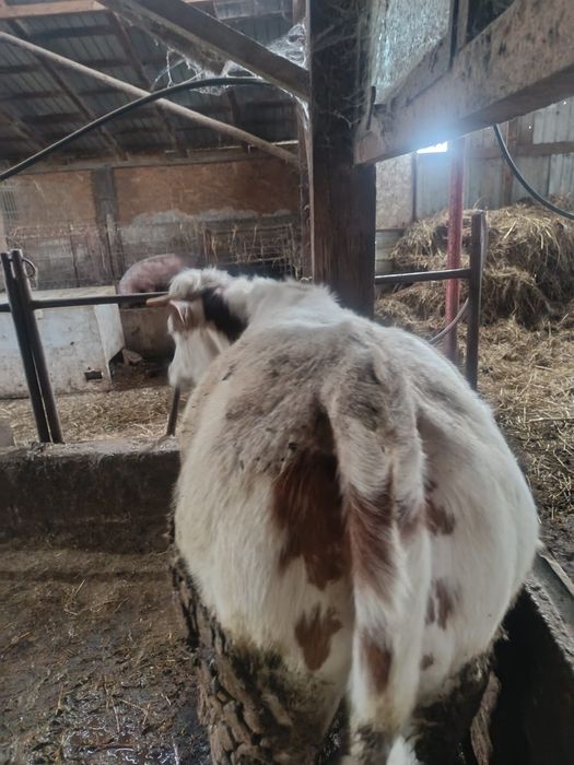 Vând juninca mombiliard