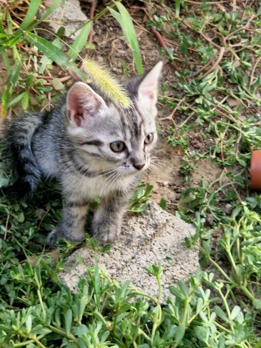 Подарявам котета