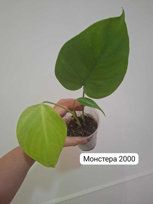 Продам монстеры ...