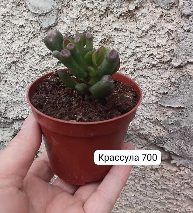 Продам отростки...