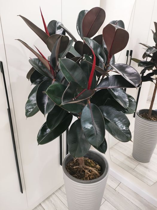 Комнатные цветы есть доставка..