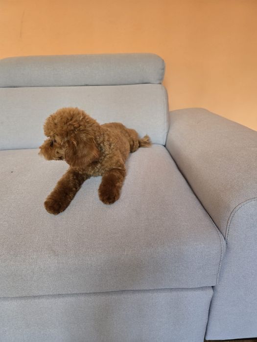 Băiețel Pudel toy roșcat Red