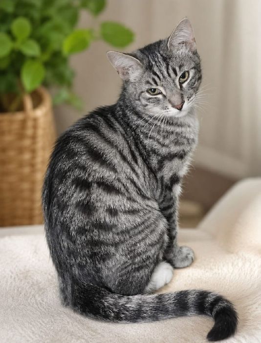 Котята бесплатно