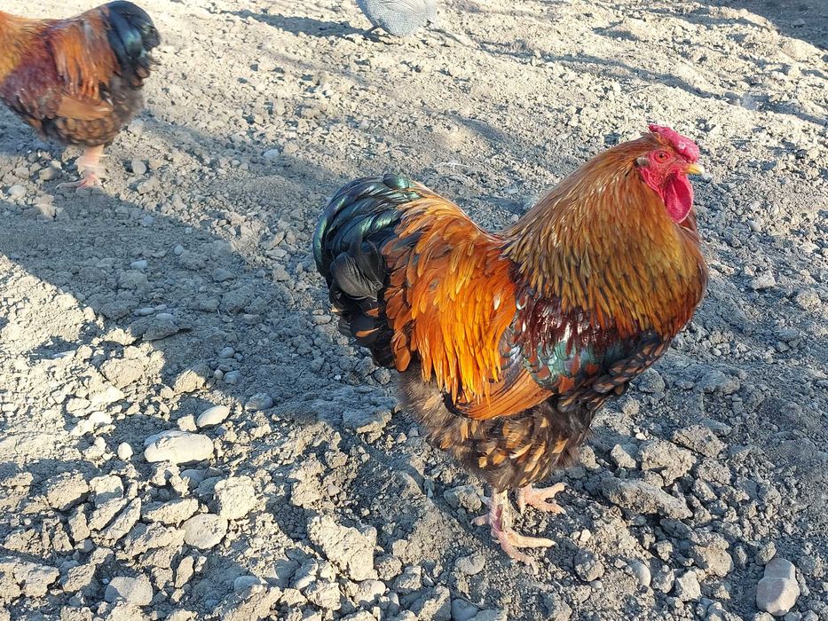 Vand gâște africane, rate Rouen salbatic, rate mute lesesti, cocos GSG