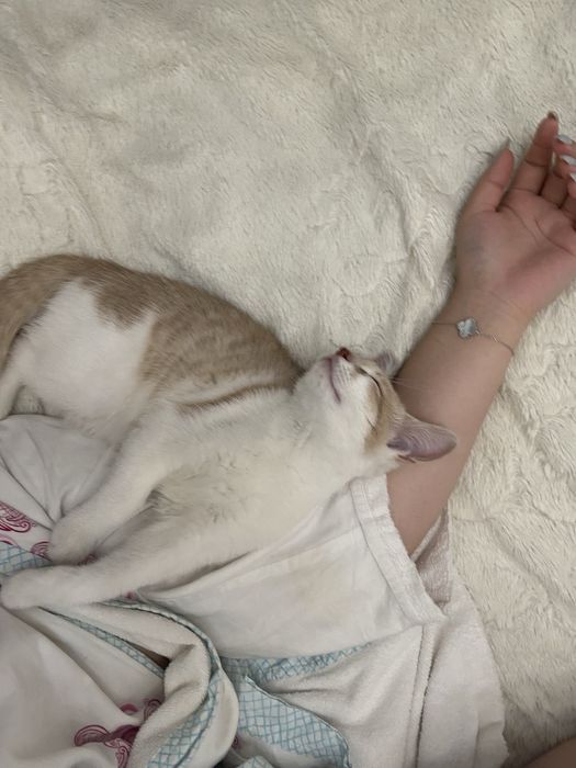 Отдаю кота в добрые руки