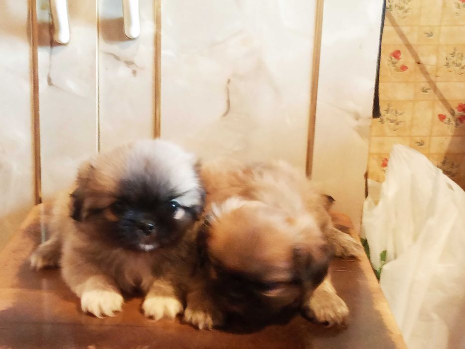 Продаются элитные чистокровные щенки породы "Пекинес"