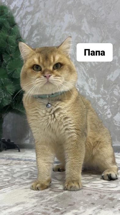 Котята под бронь