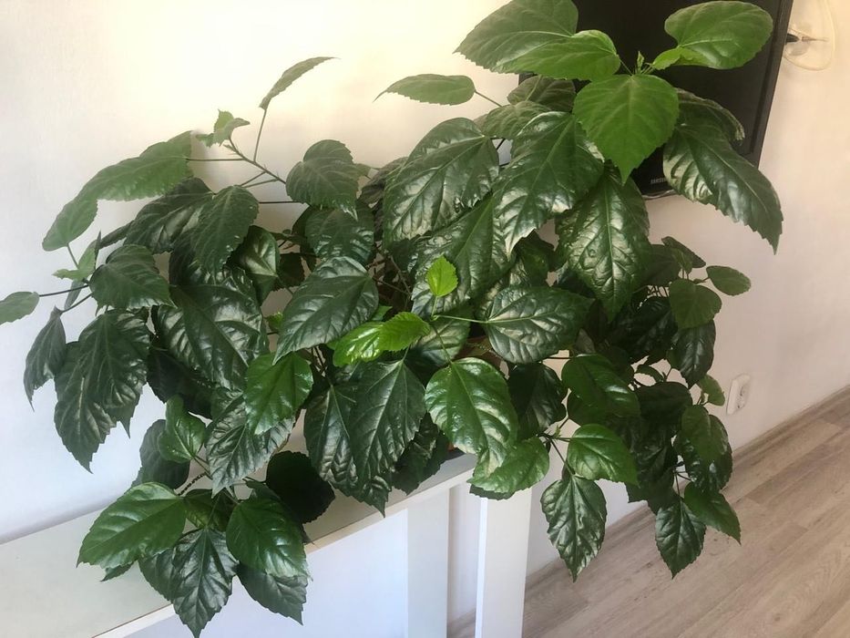 Китайская Роза Гибискус