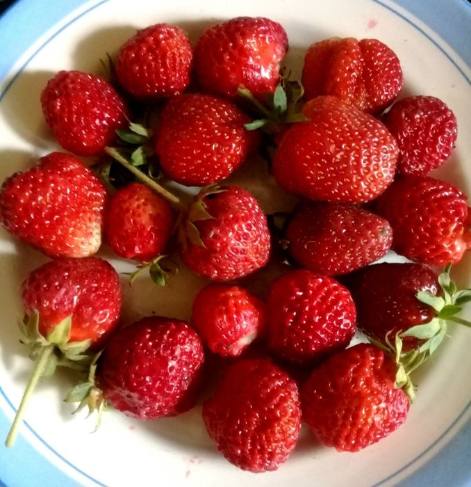 Саженцы клубники в продаже