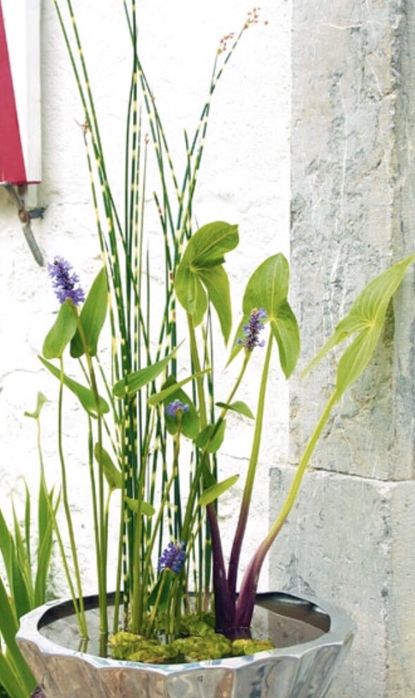 Plante acvatice pt Iazuri