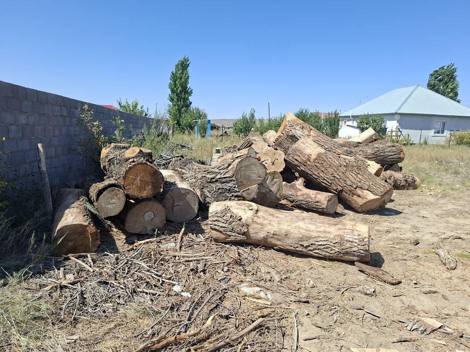 Продам  карагач бровны