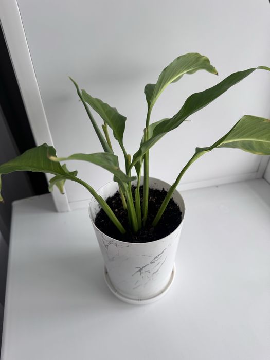 Продам женское счастье