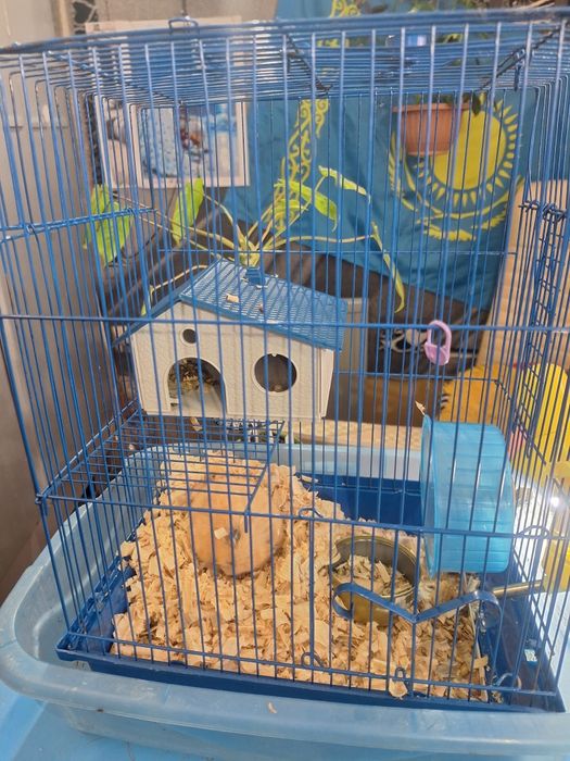 Продам сирийских хомячков))