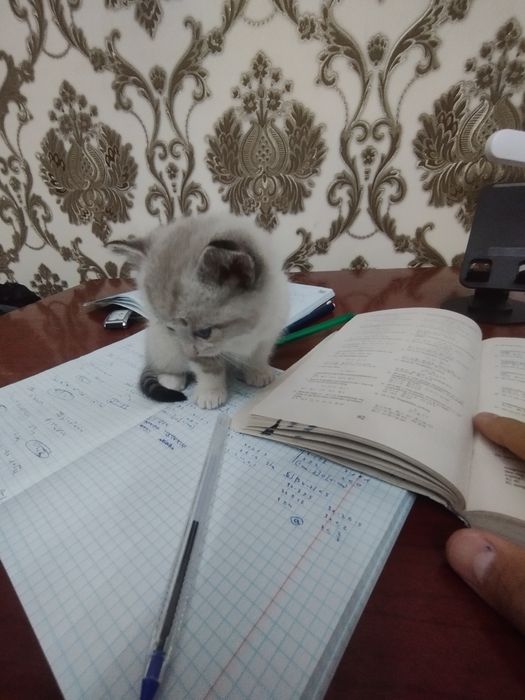 Mushuk sotiladi bolasi