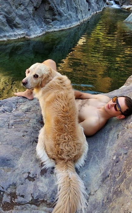 Вязка. Голден ретривер. Мальчик.