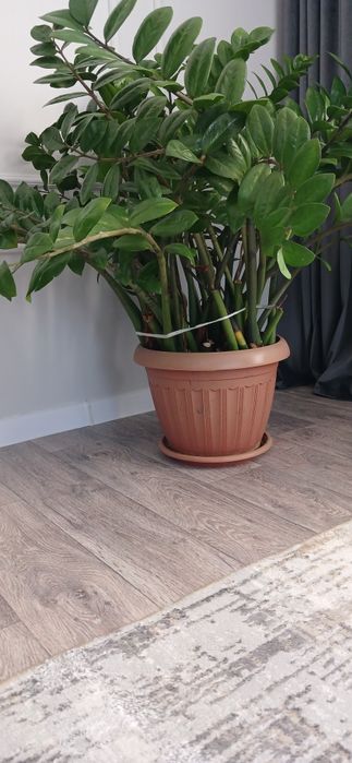 Денежное растение