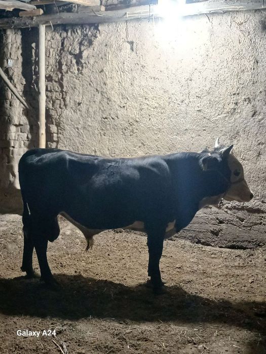 Assalamu aleykum buqlar sotiladi Qozoqston buqlari