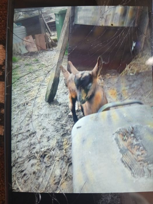 Vând iezi metis alpina franceză