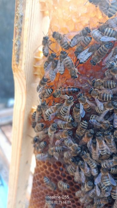 Асалари оиласи соглом