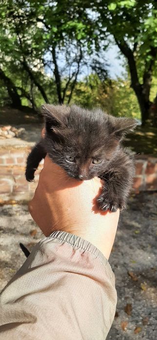 Подарявам дългокосместо малко коте